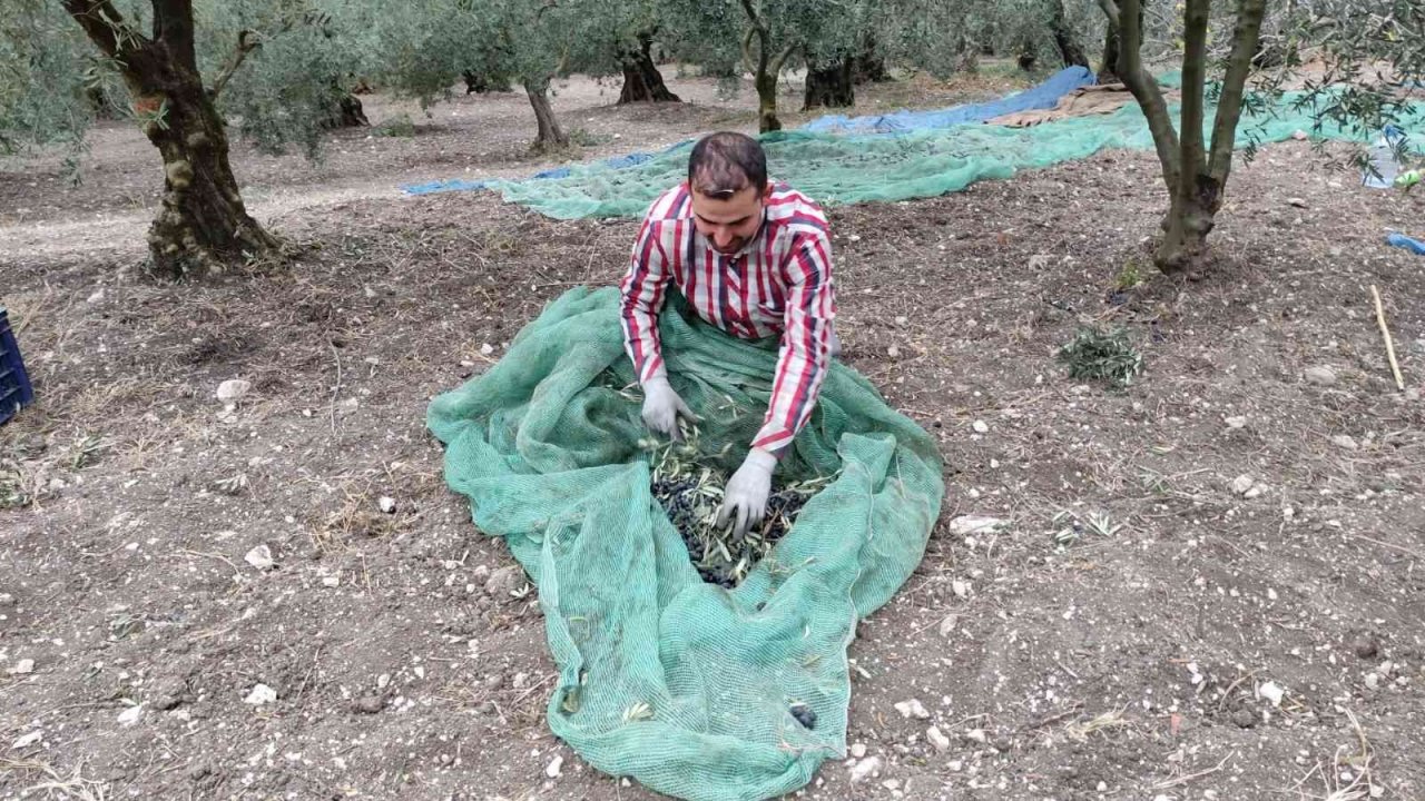 Soğuk ve çamur onları durdurmuyor...Hasat yapıyorlar