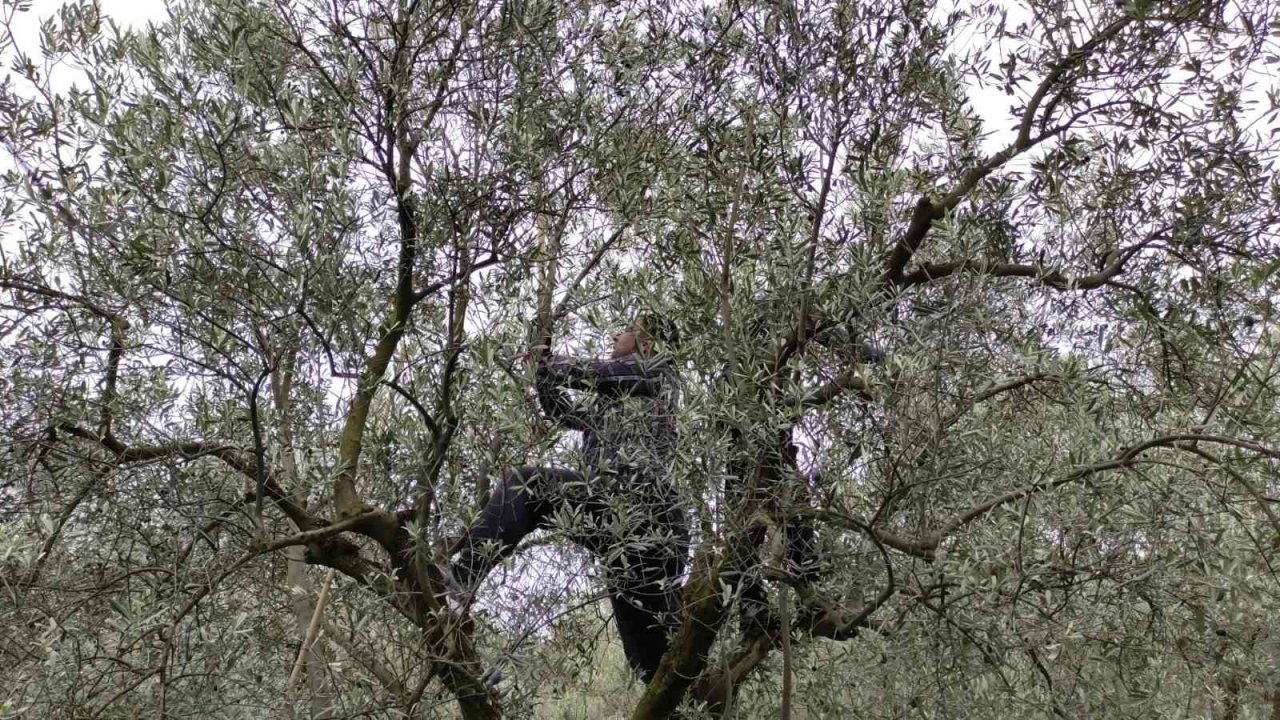 Soğuk ve çamur onları durdurmuyor...Hasat yapıyorlar