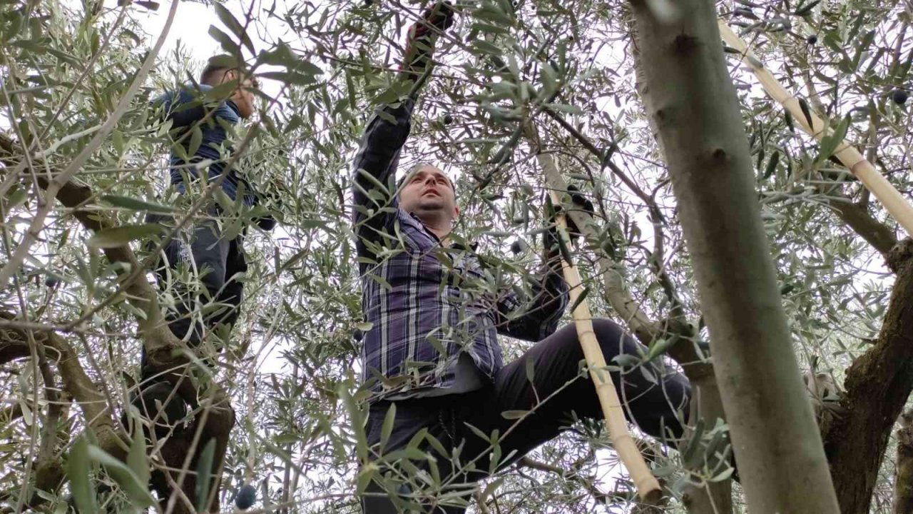 Soğuk ve çamur onları durdurmuyor...Hasat yapıyorlar