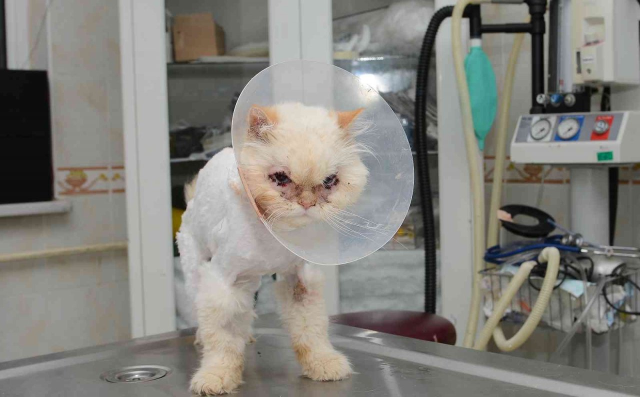 Sokağa terk edilen kedi, estetik operasyonuyla gözlerine kavuştu