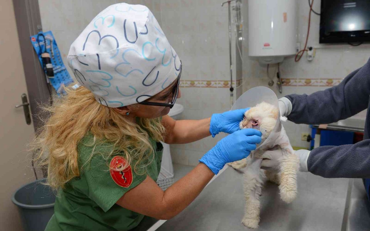 Sokağa terk edilen kedi, estetik operasyonuyla gözlerine kavuştu