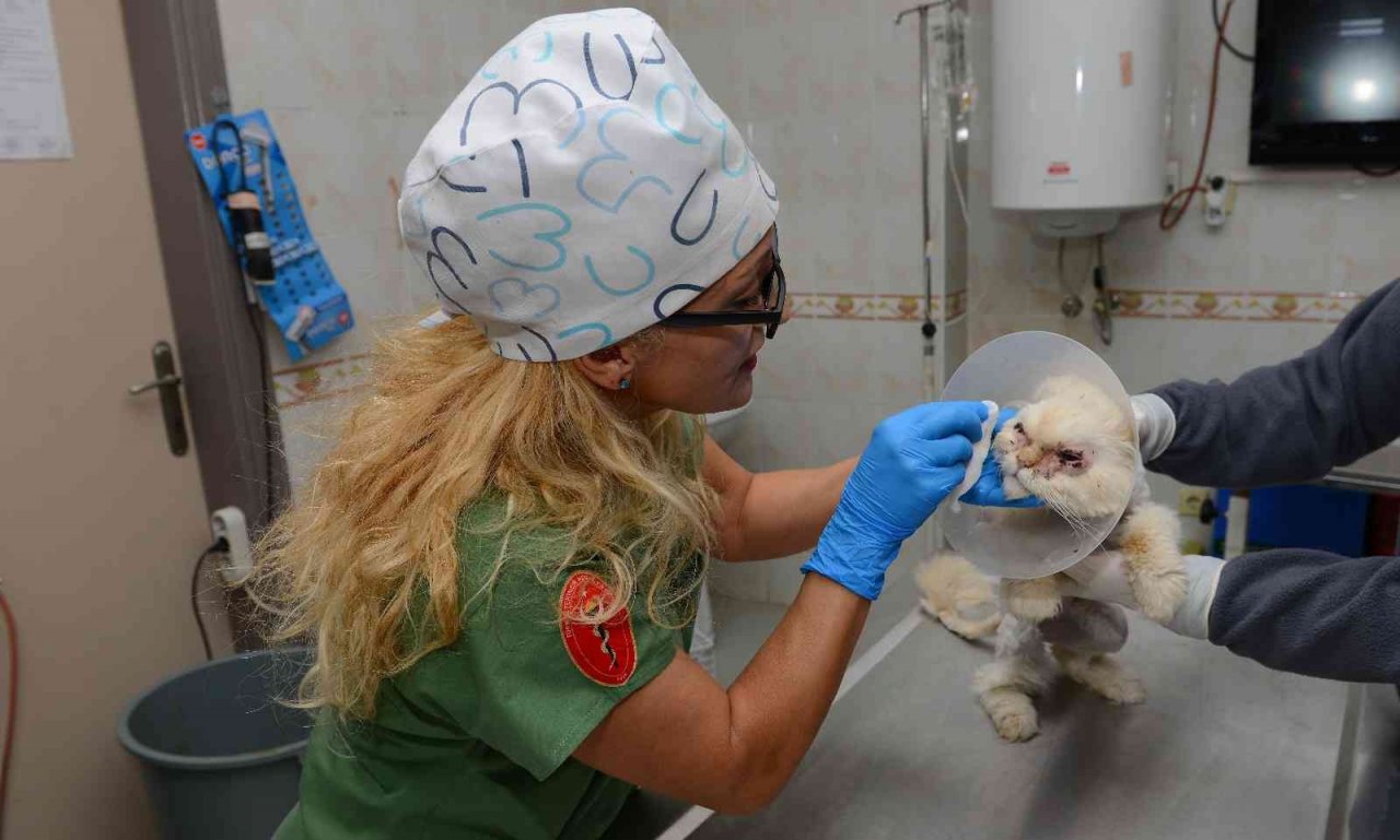 Sokağa terk edilen kedi, estetik operasyonuyla gözlerine kavuştu