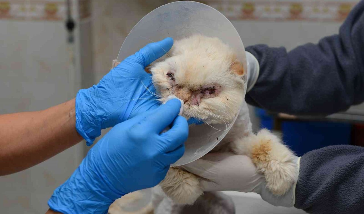 Sokağa terk edilen kedi, estetik operasyonuyla gözlerine kavuştu