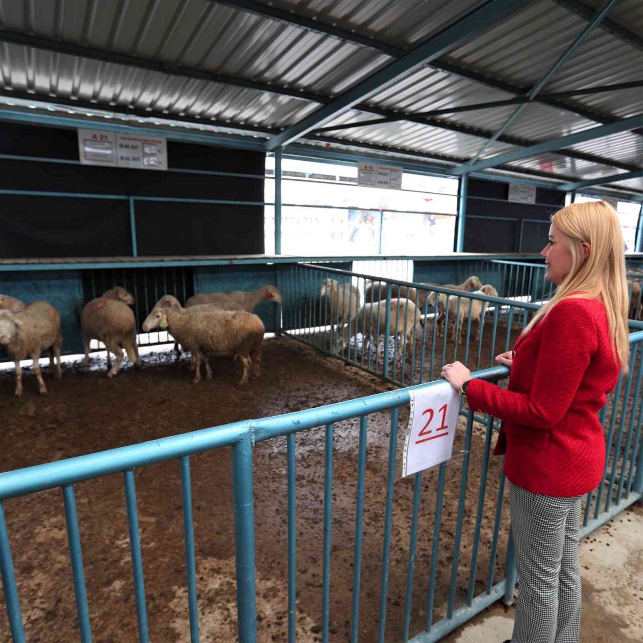 Kadın üreticilere küçükbaş hayvan ve yem desteği sağlandı