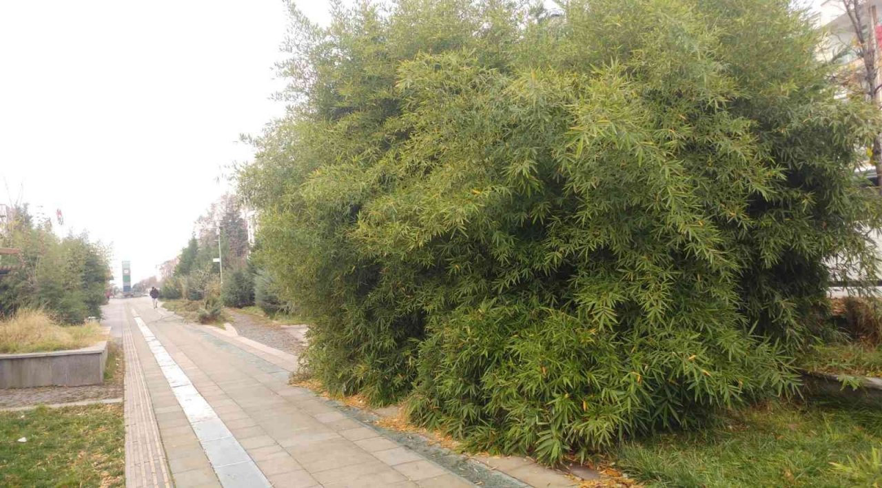 Hatboyu’nun bakımsız hali dikkat çekiyor