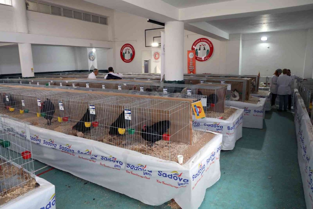Menteşe’de kümes hayvanları gösterisi başladı