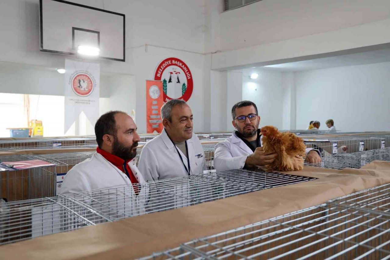 Menteşe’de kümes hayvanları gösterisi başladı