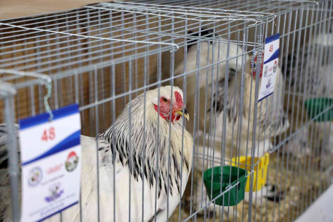 Menteşe’de kümes hayvanları gösterisi başladı