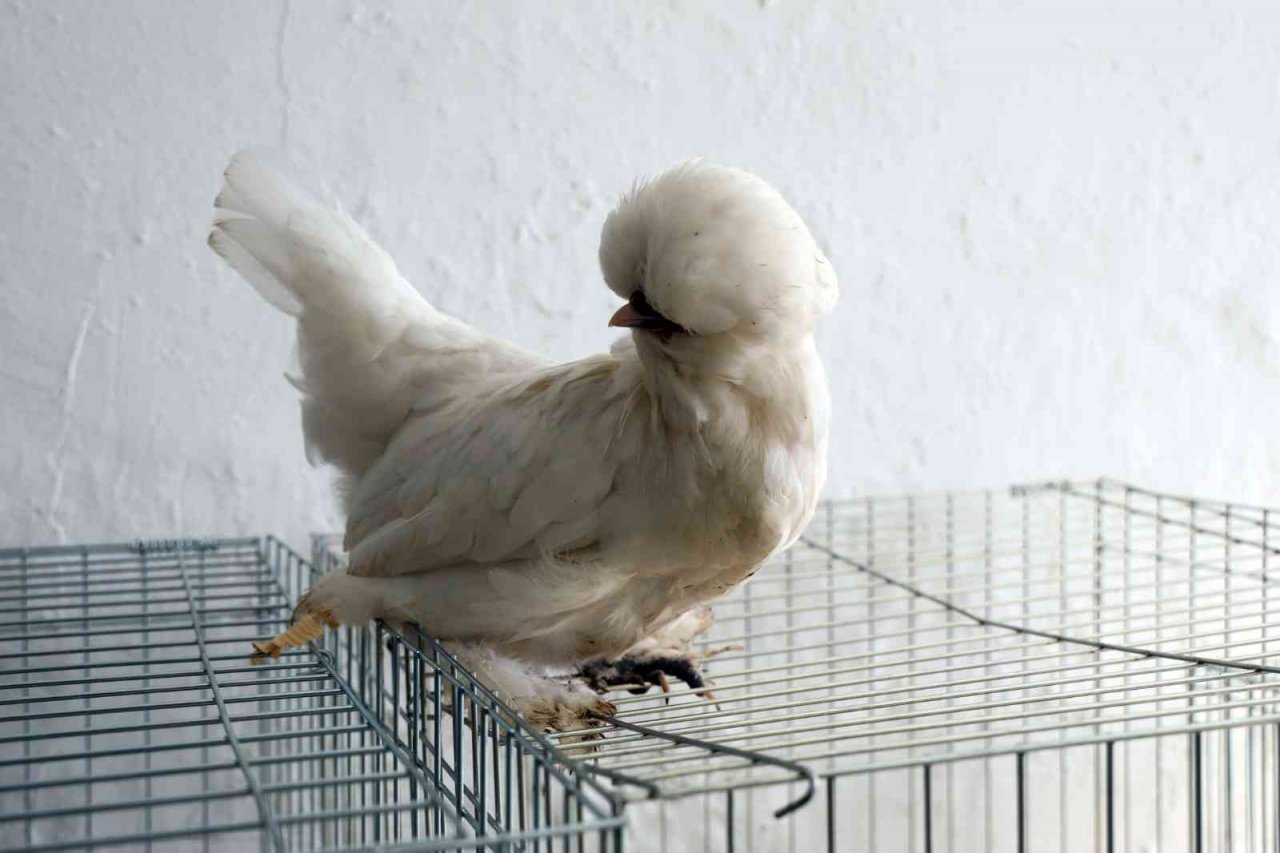 Menteşe’de kümes hayvanları gösterisi başladı