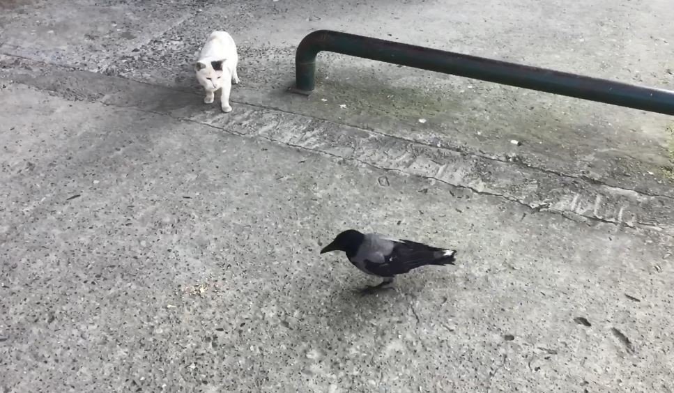 Bu karga Artvin’de esnafın maskotu oldu