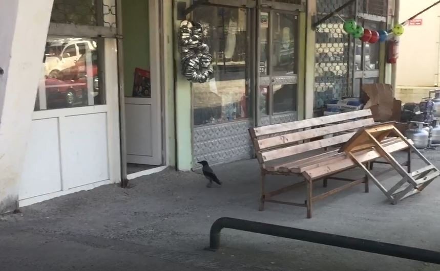 Bu karga Artvin’de esnafın maskotu oldu