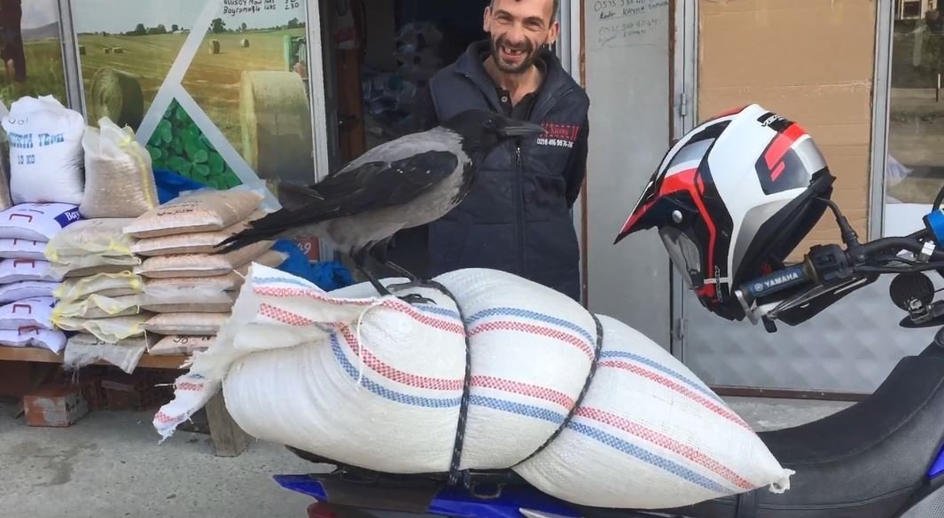 Bu karga Artvin’de esnafın maskotu oldu