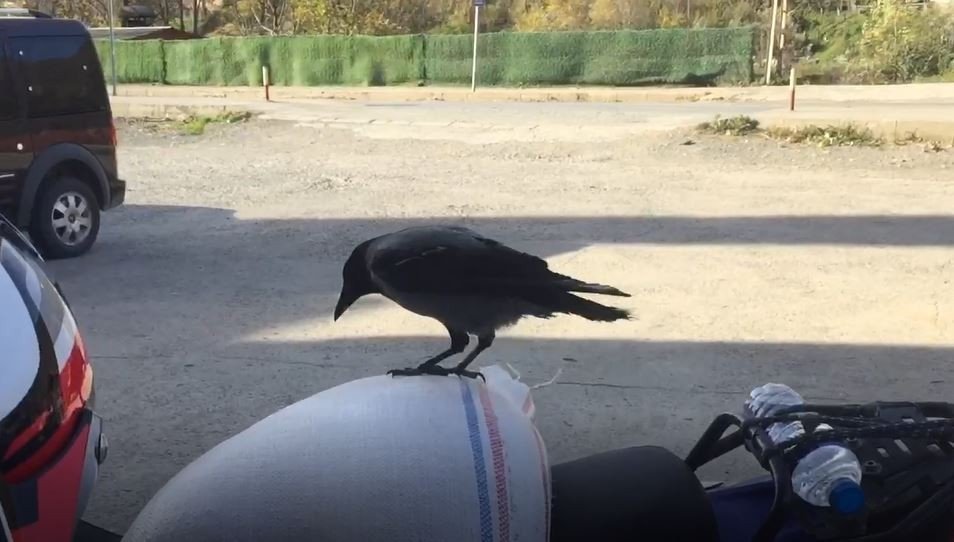 Bu karga Artvin’de esnafın maskotu oldu