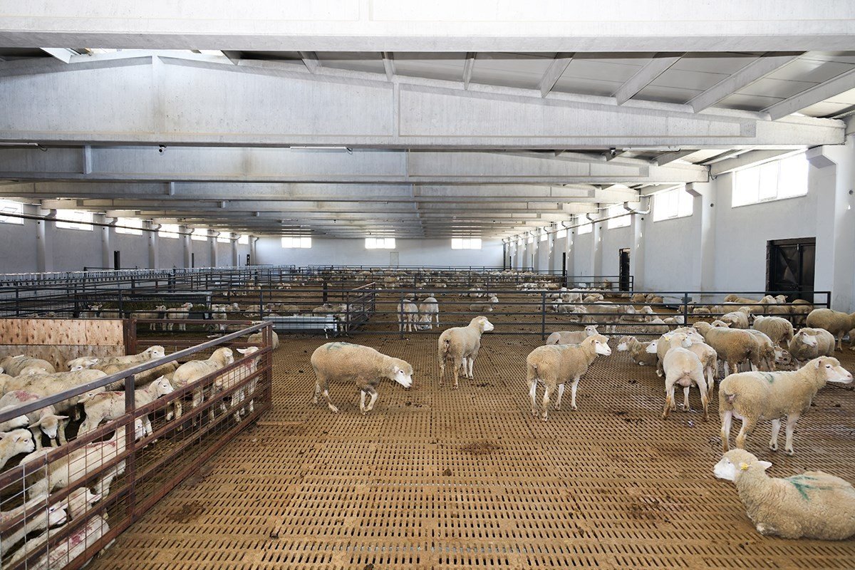 Bilecikli üreticilere 150 bin küçükbaş hayvan dağıtılacak