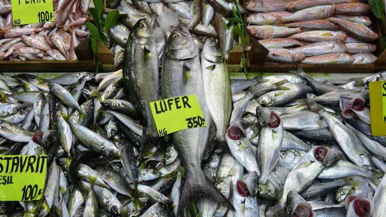 Lüfer ve palamut cep yakıyor