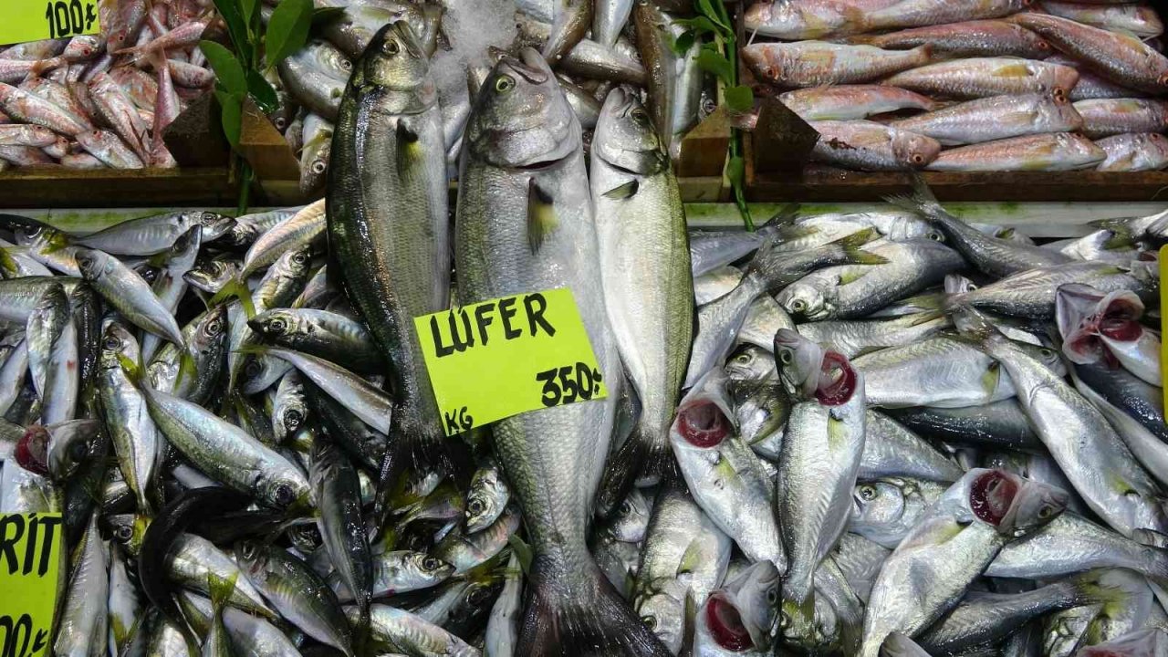 Lüfer ve palamut cep yakıyor