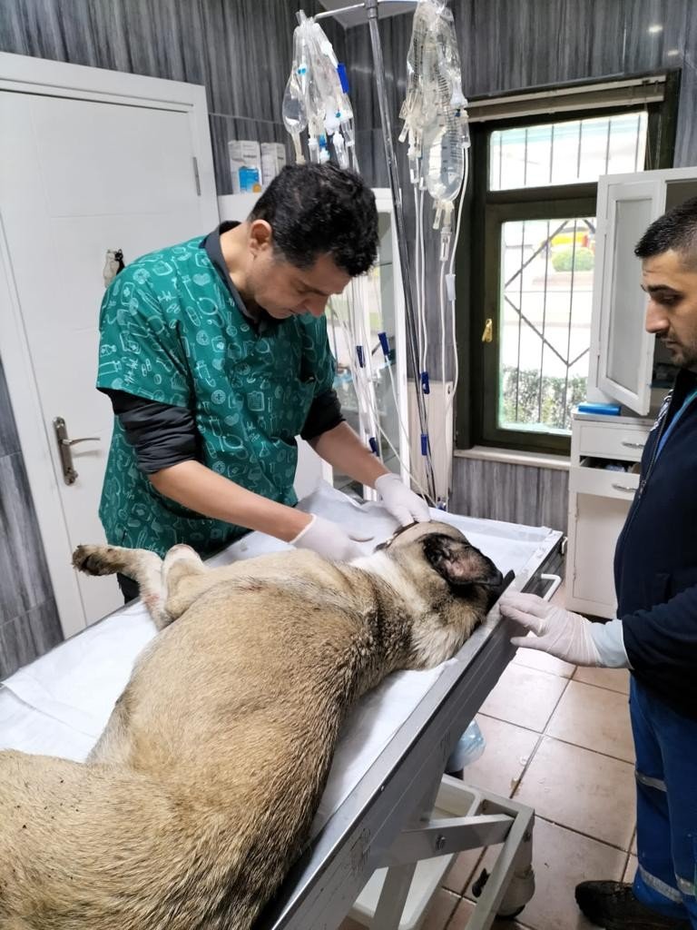 Hayvansever uyardı, Büyükşehir kurtardı