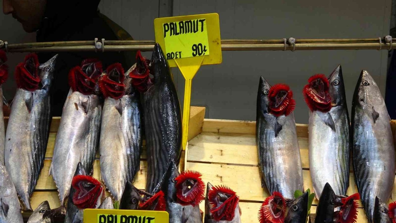 Lüfer ve palamut cep yakıyor