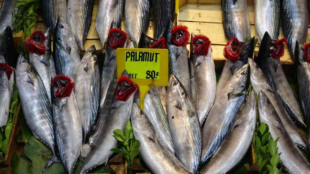 Lüfer ve palamut cep yakıyor