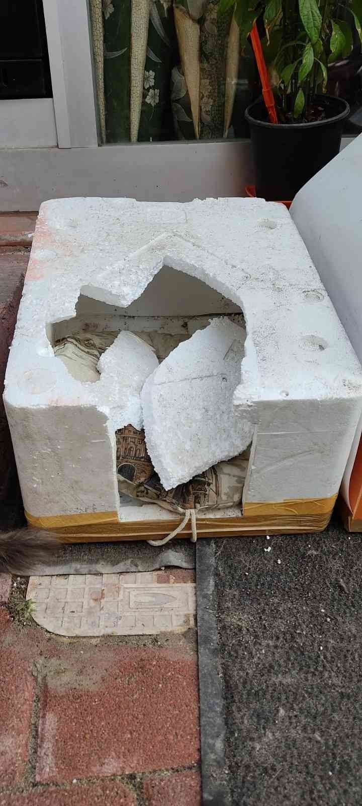 Fatih’te kedinin yuvasını yumruklayarak parçalayan şüpheli güvenlik kamerasında