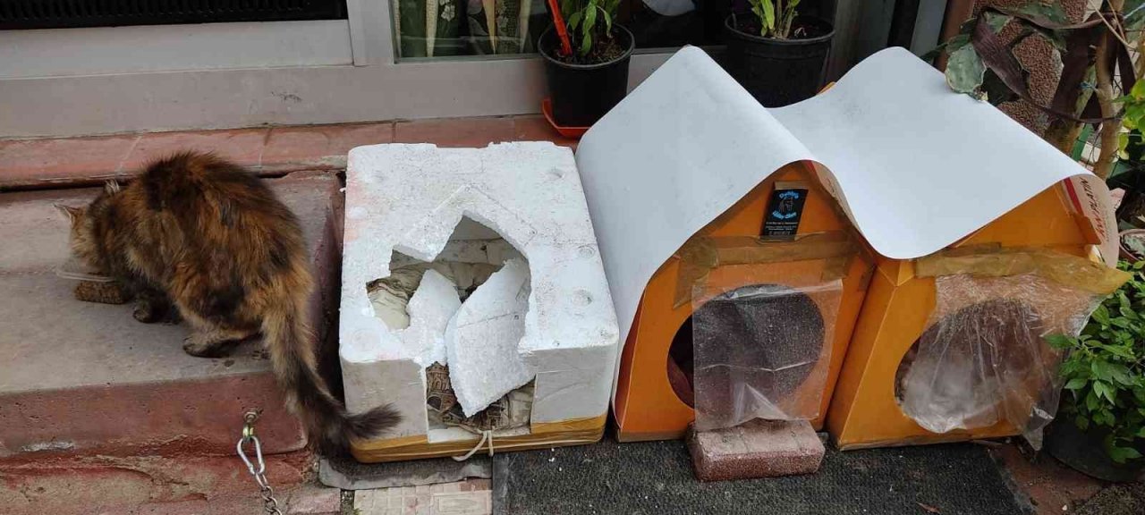 Fatih’te kedinin yuvasını yumruklayarak parçalayan şüpheli güvenlik kamerasında