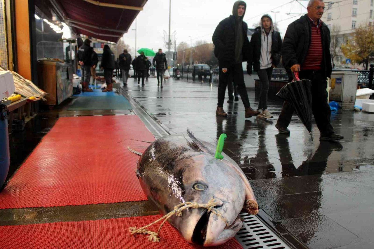 Dev orkinos ilgi odağı oldu