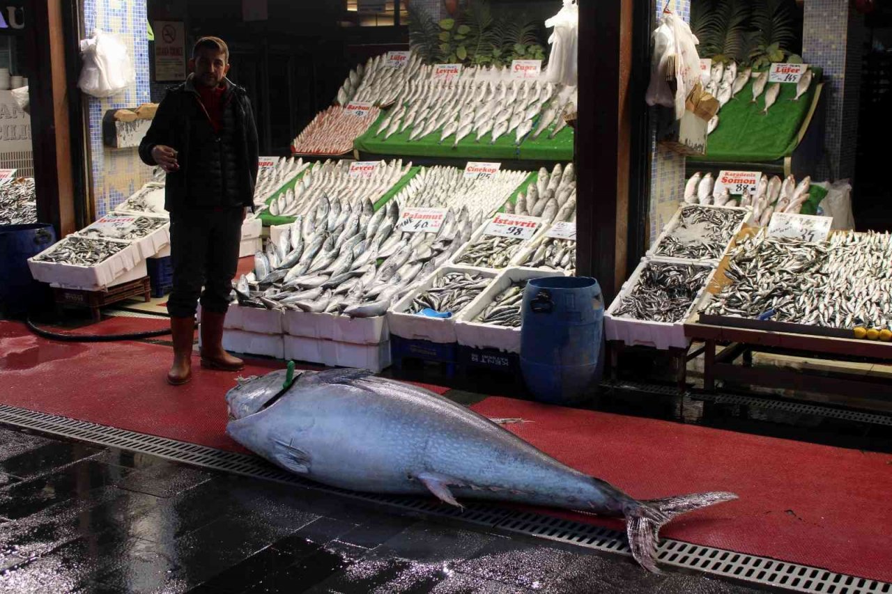 Dev orkinos ilgi odağı oldu