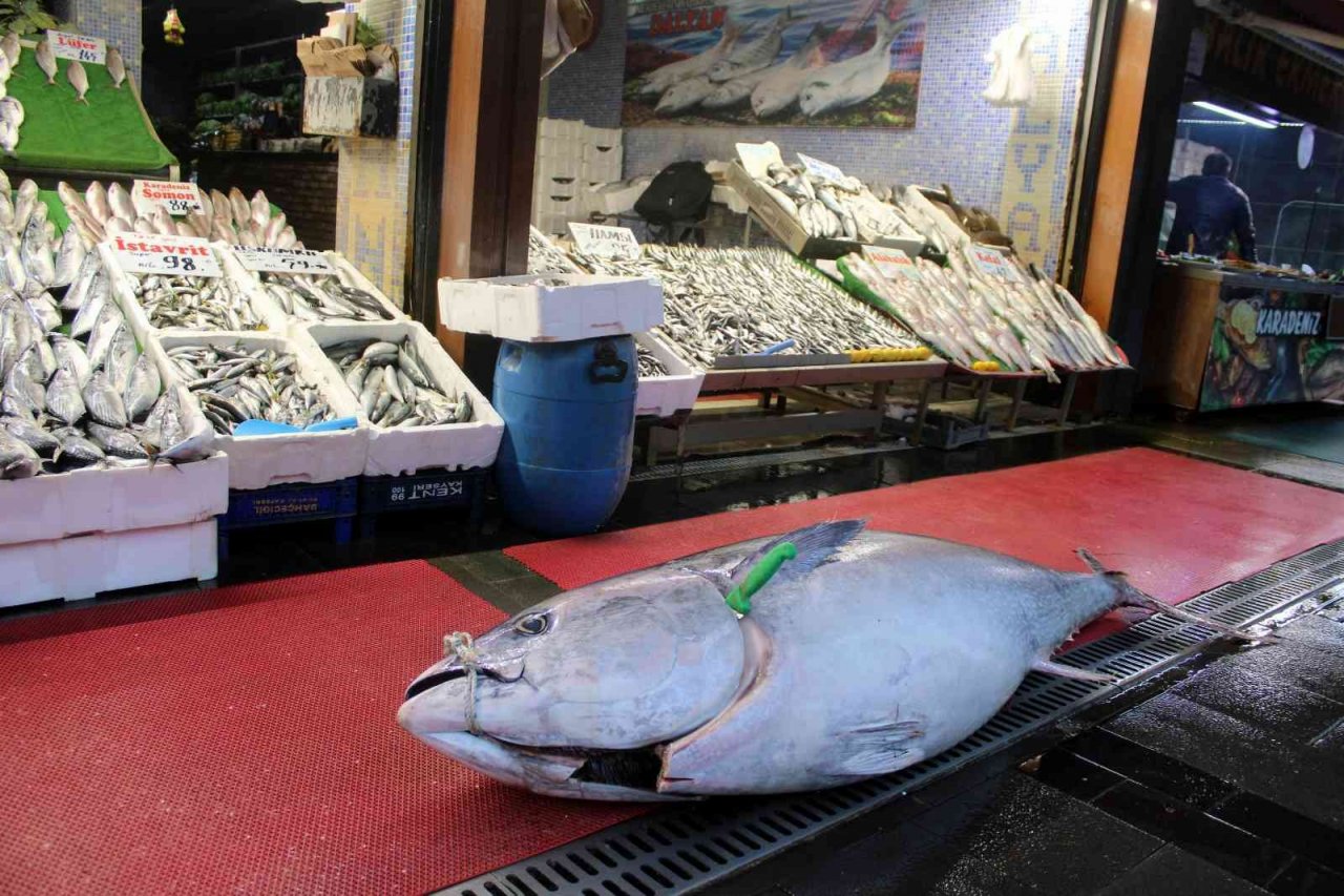 Dev orkinos ilgi odağı oldu