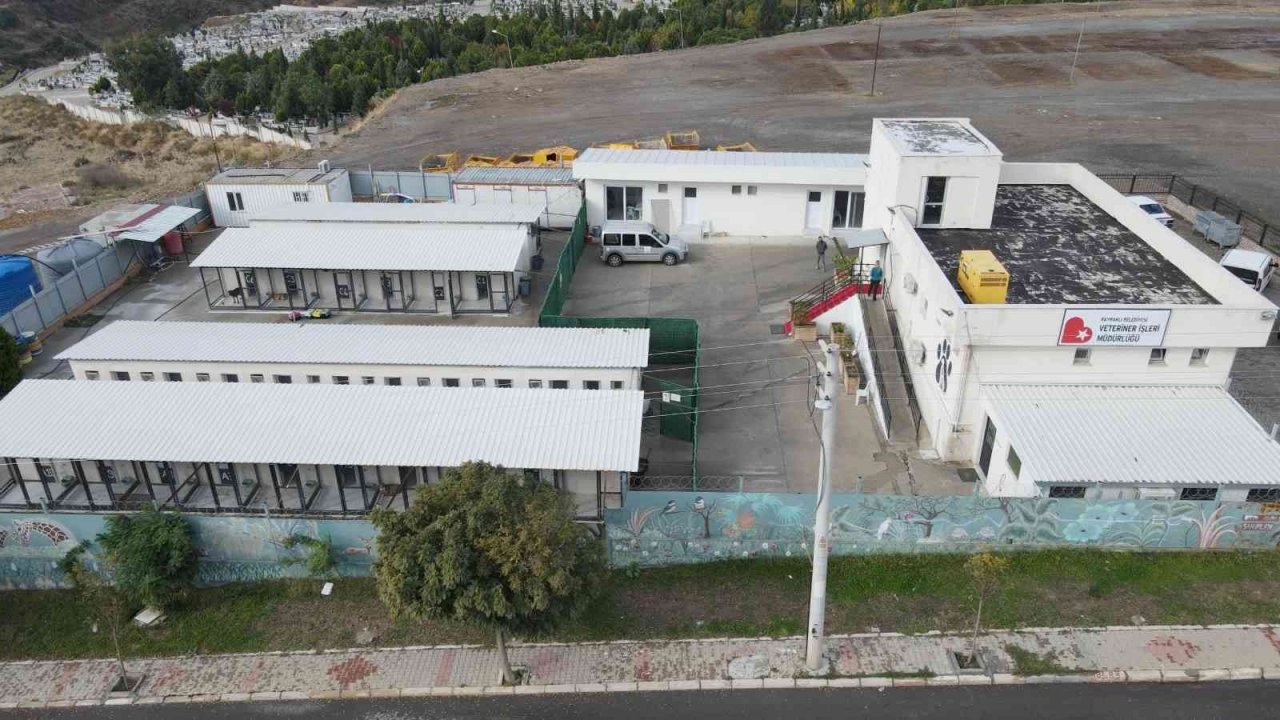 Bayraklı’da yaralı halde bulunan köpek kanseri yendi