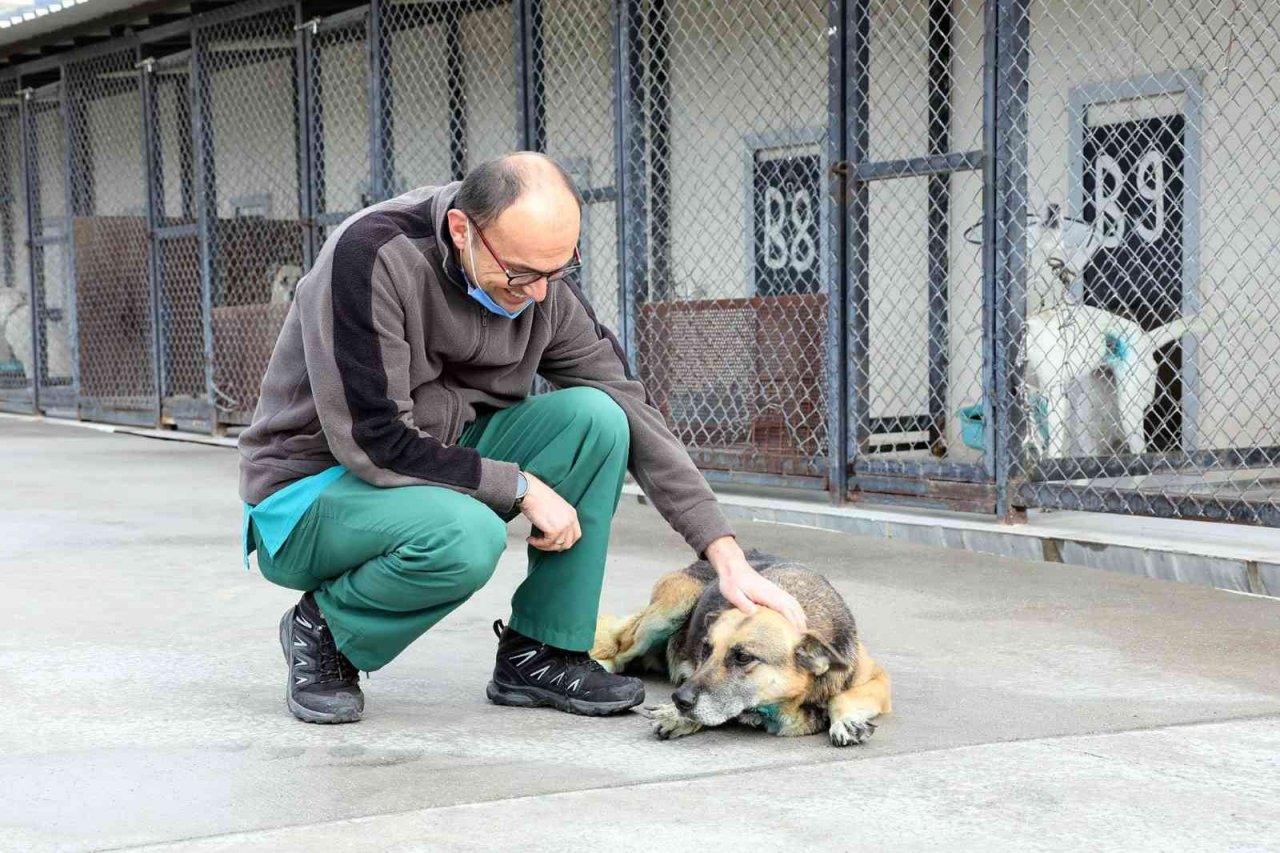 Bayraklı’da yaralı halde bulunan köpek kanseri yendi