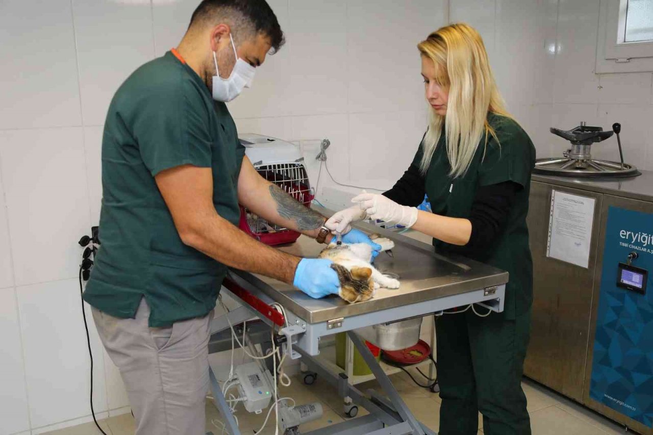 Bayraklı’da yaralı halde bulunan köpek kanseri yendi