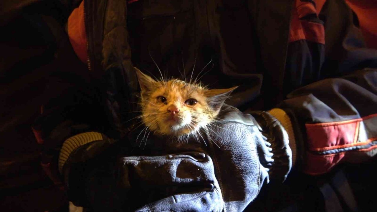 Isınmak için girdiği motor bölümünde mahsur kalan kedi kurtarıldı