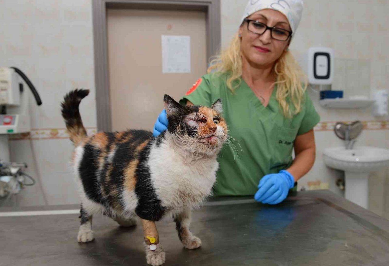 Trafik kazasında ağır yaralanan kedi, ameliyatla hayata döndürüldü
