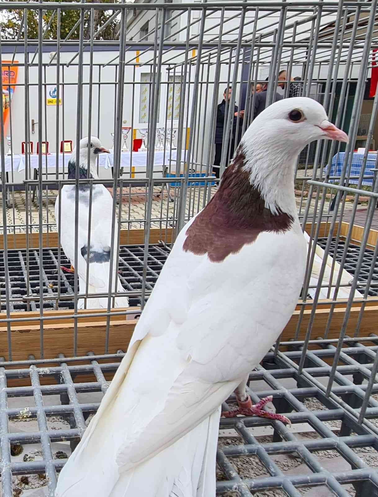 2022’nin en güzel dolapçı güvercinleri belirlendi