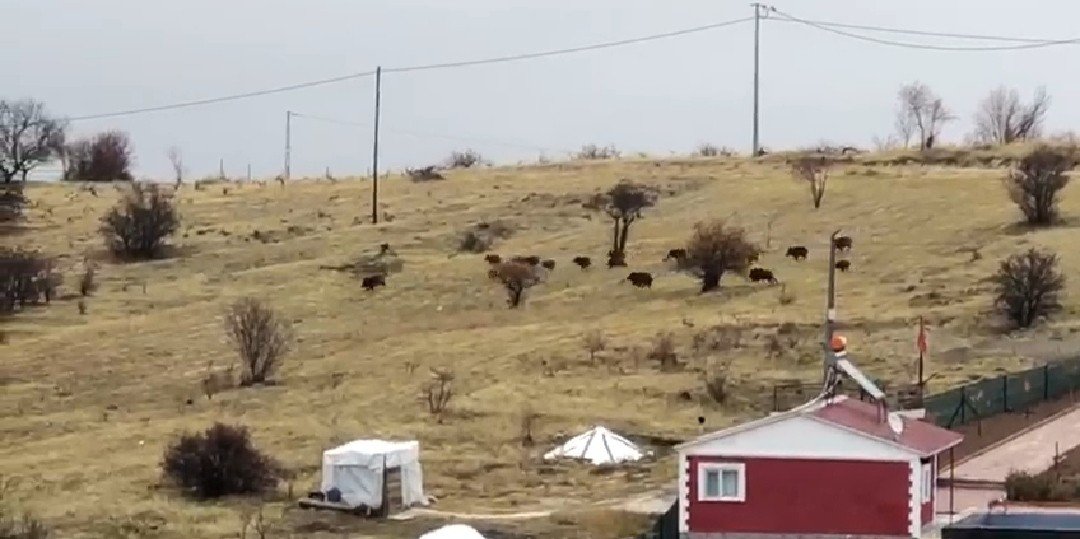 Aç kalan domuz sürüsü şehir merkezine indi