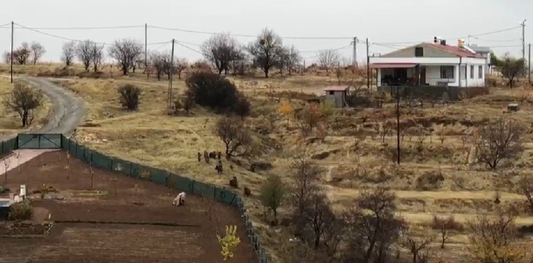 Aç kalan domuz sürüsü şehir merkezine indi