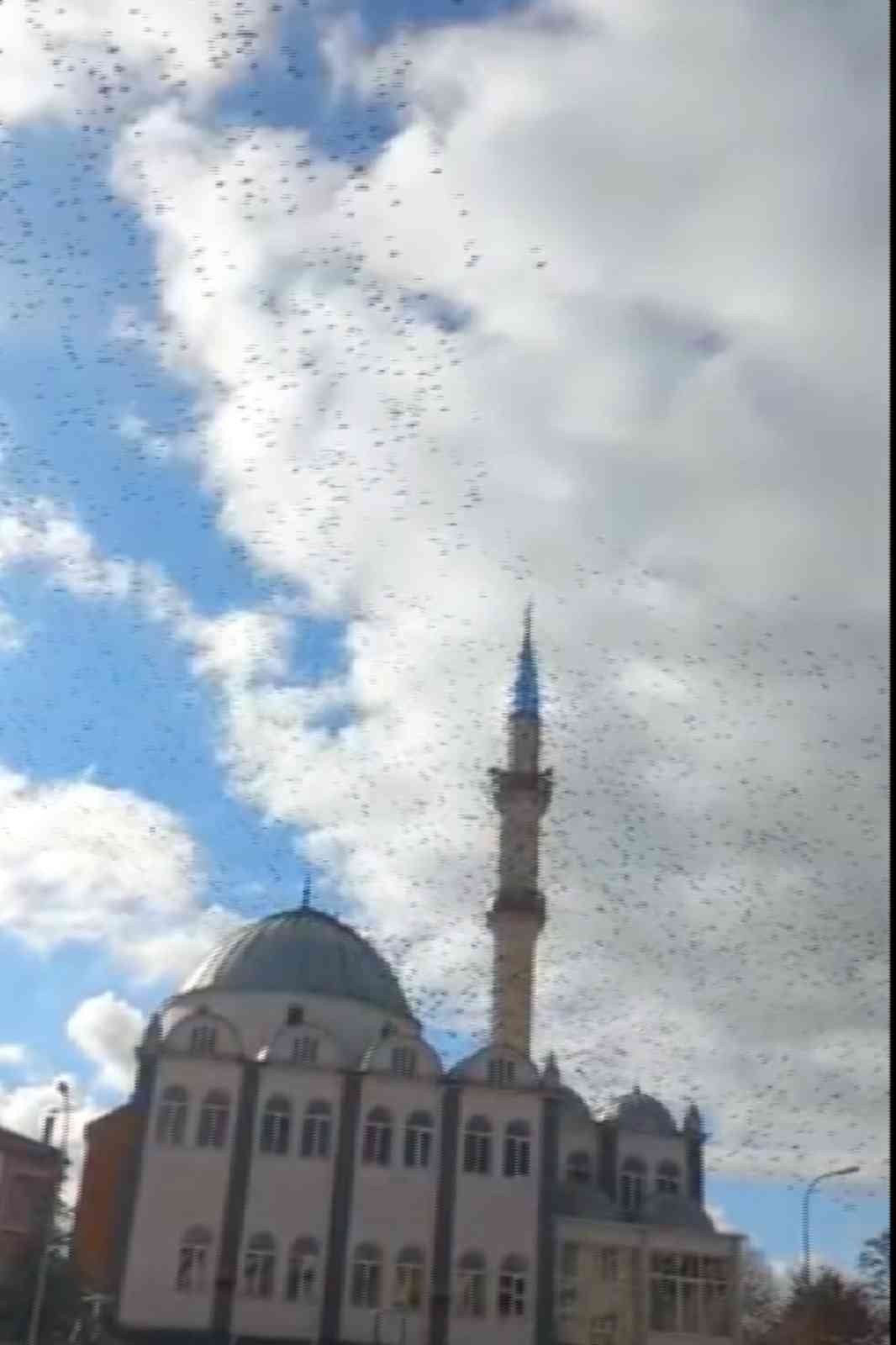 Göçmen kuşların cami çevresindeki görüntüsü görsel şölen oluşturdu