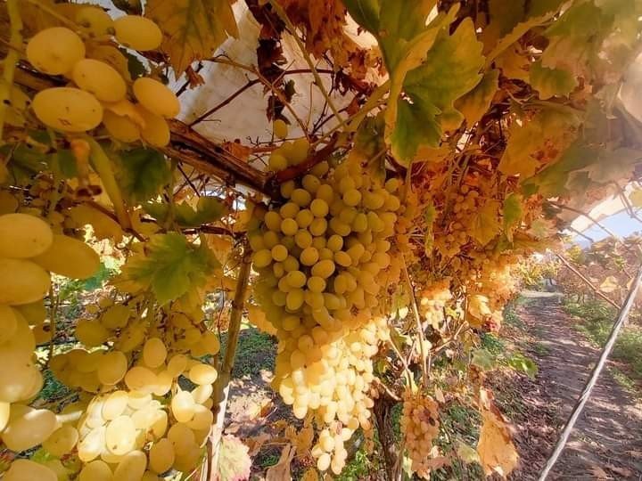 Sonbaharda sararan üzüm bağlarında ısırgan otu bereketi