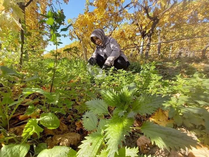 Sonbaharda sararan üzüm bağlarında ısırgan otu bereketi