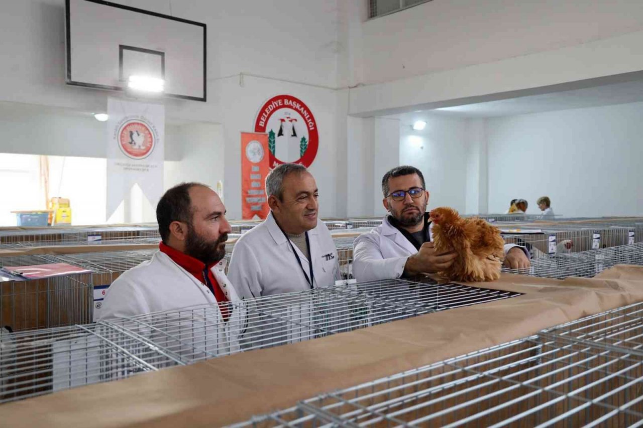 Menteşe’de kümes hayvanları gösterisi