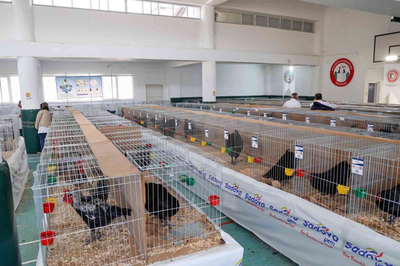 Menteşe’de kümes hayvanları gösterisi