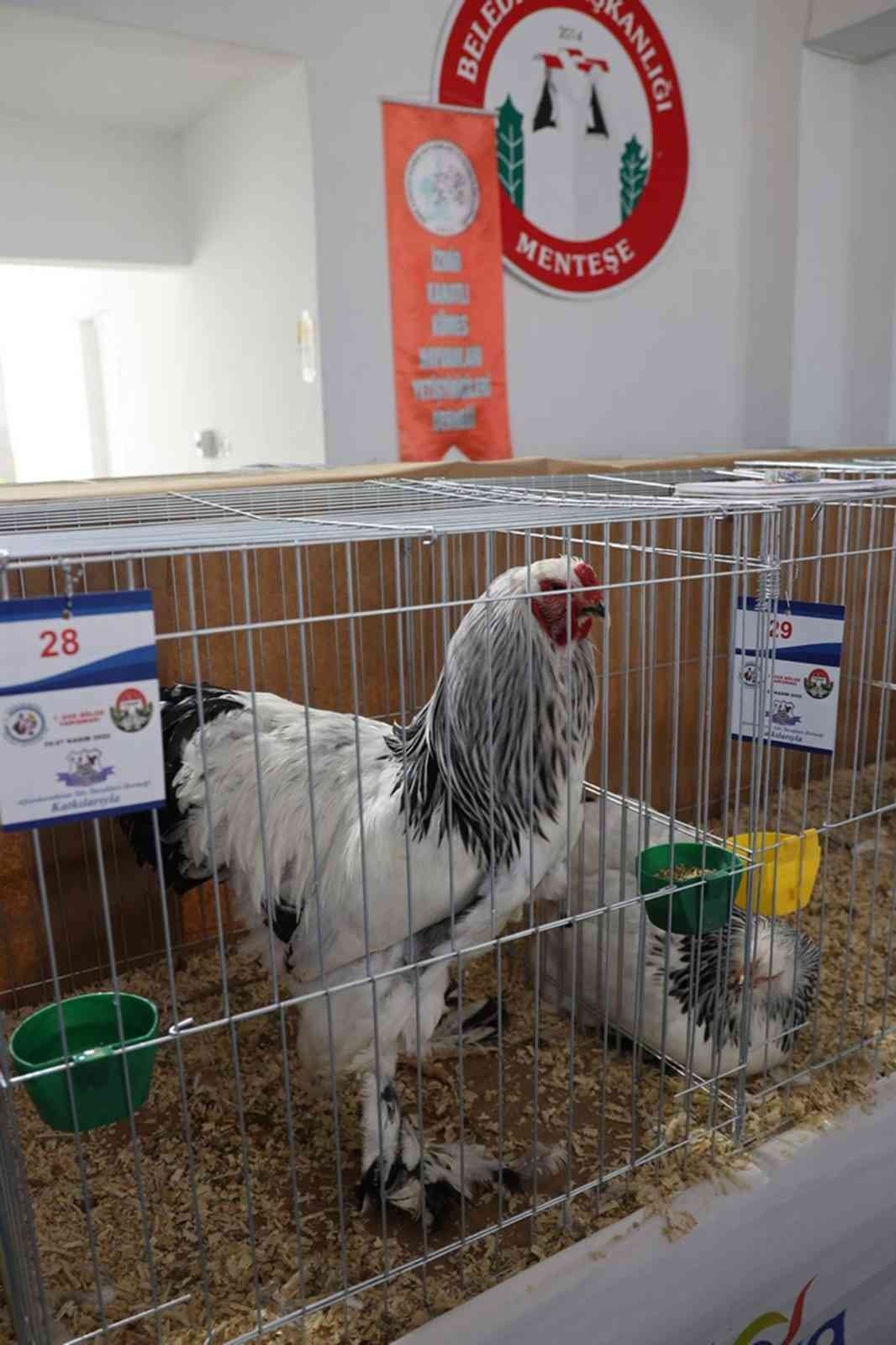 Menteşe’de kümes hayvanları gösterisi