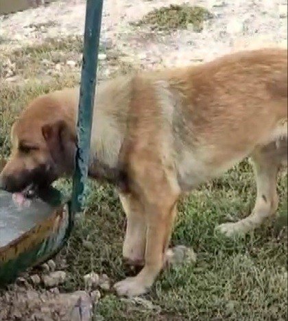 Bacağı kırılan köpeğin yardımına hayvan severler koştu