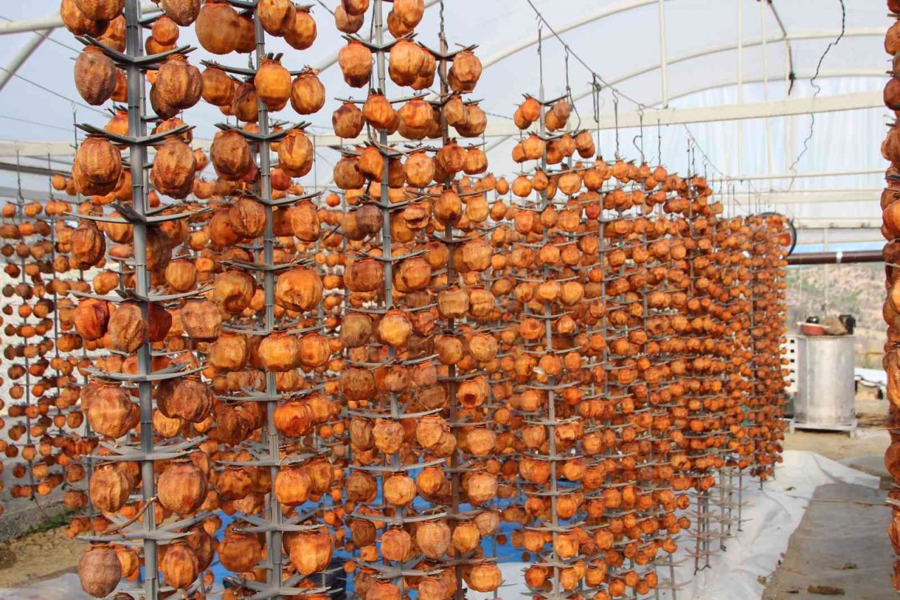 Kurutmaya bıraktıkları cennet hurmalarına adeta çocuk gibi bakıyorlar