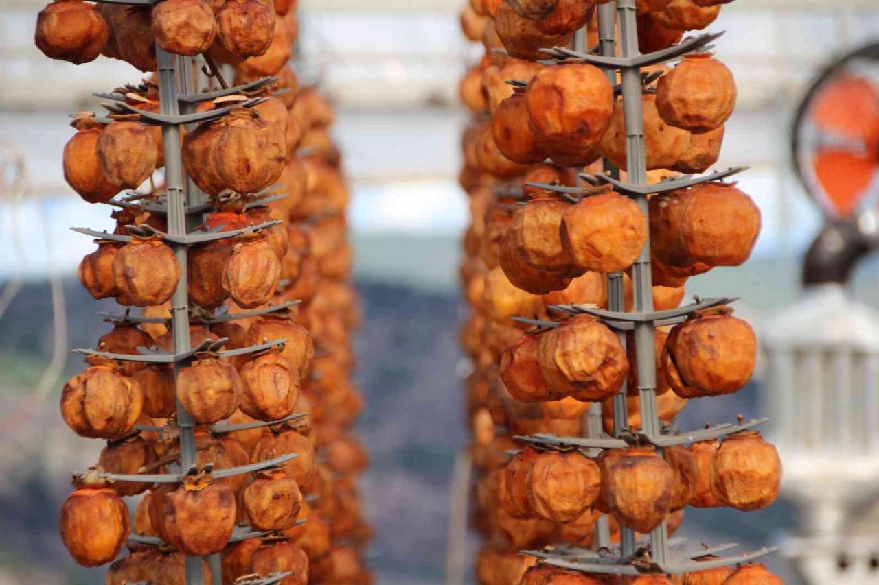 Kurutmaya bıraktıkları cennet hurmalarına adeta çocuk gibi bakıyorlar