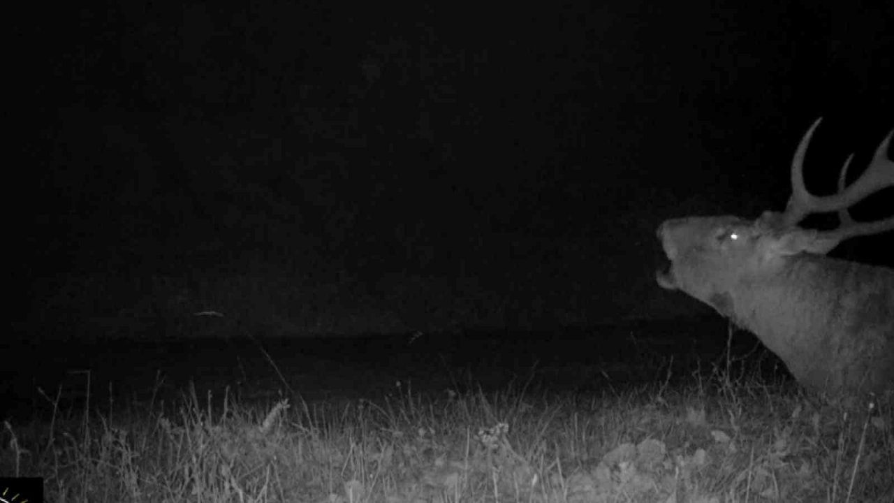 Bursa’da kızıl geyiklerin yaban hayatı fotokapana yansıdı