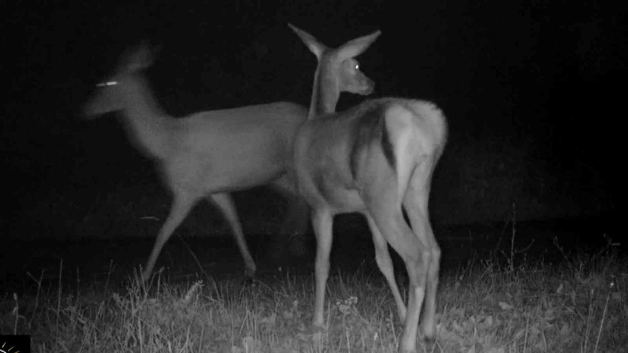 Bursa’da kızıl geyiklerin yaban hayatı fotokapana yansıdı