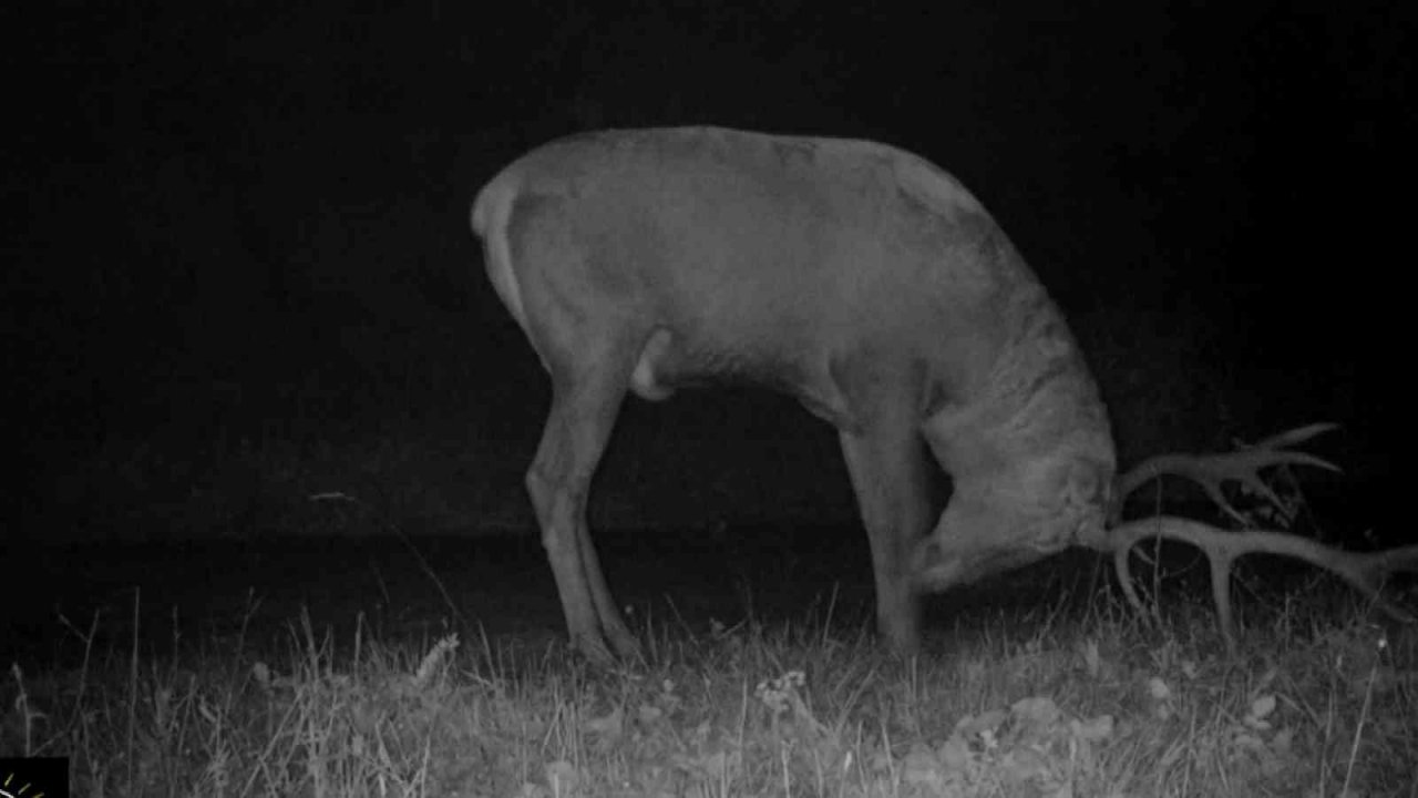 Bursa’da kızıl geyiklerin yaban hayatı fotokapana yansıdı