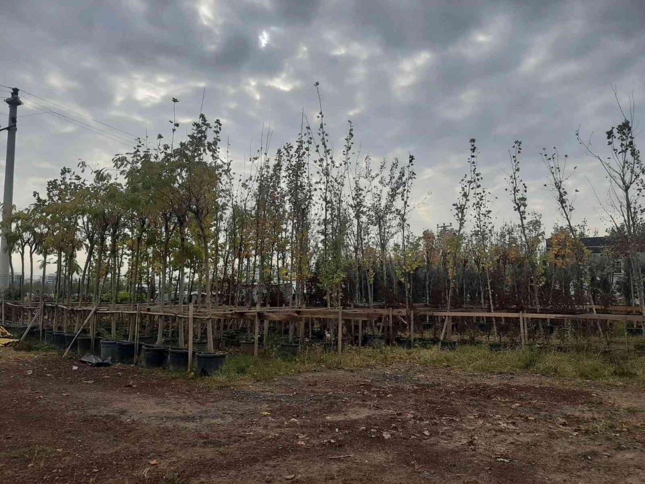 Bağlar Belediyesinden ağaçlandırma ve bakım çalışmaları