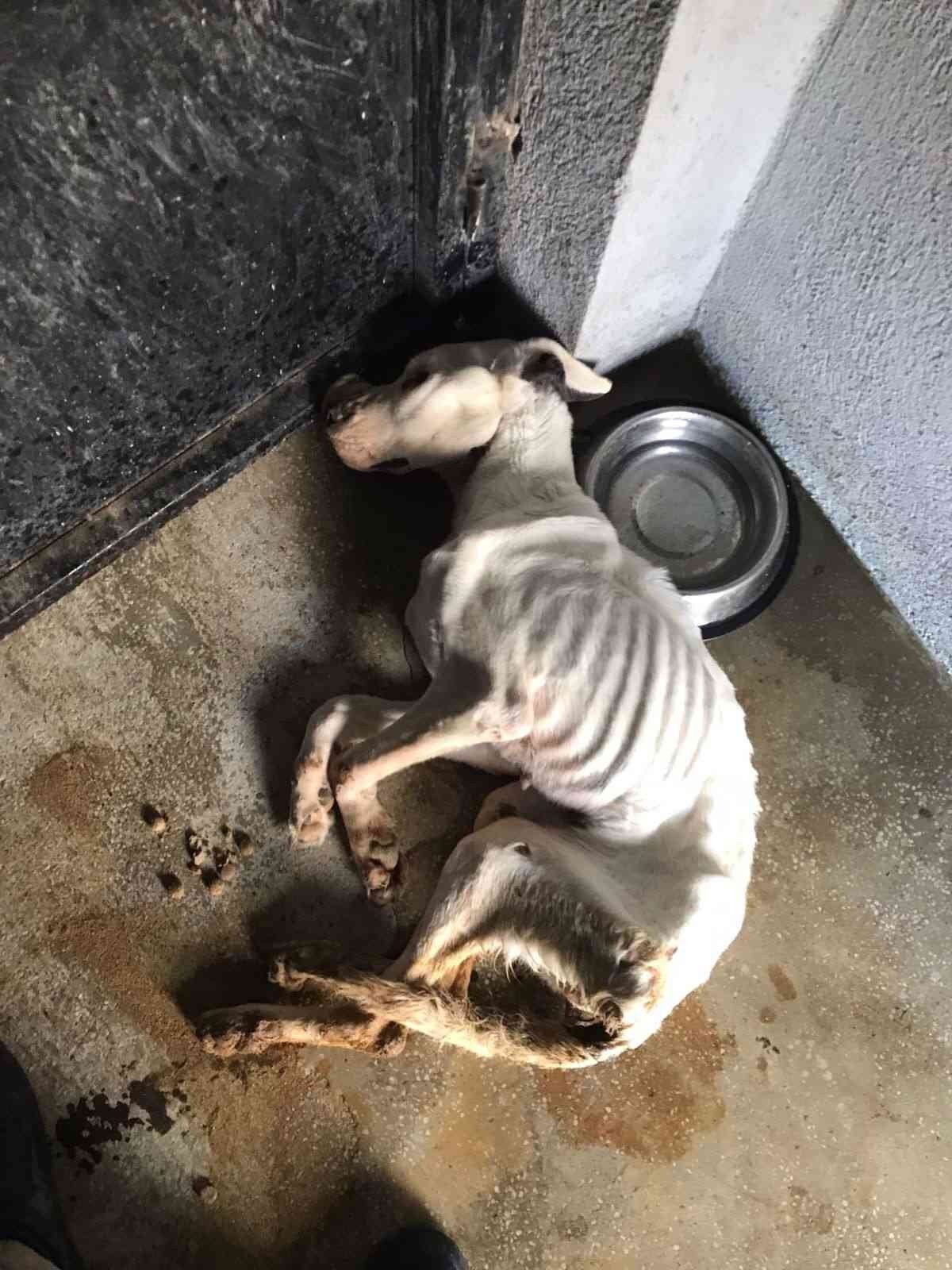 Odunpazarı hayvan barınağında dehşet görüntüler